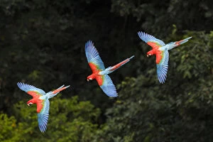 RF -Three colourful Red-and-green macaws (Ara chloropterus) in flight over forest canopy