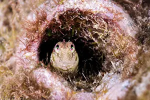 Misool Prints: RF - Throat spotted blenny (Malacoctenus tetranemus) peering out from its hole in a coral reef