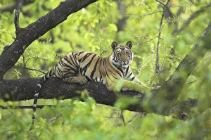 RF- Tiger (Panthera tigris) 14-month Lakshmi cub resting in tree, Bandhavgarh National Park, India