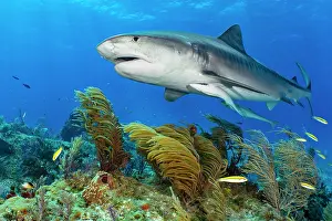 Low Angle View Prints: RF - Tiger shark (Galeocerdo cuvier) female, swimming over soft corals