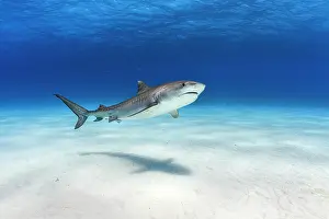 Shark Prints: RF - Tiger shark (Galeocerdo cuvier) female