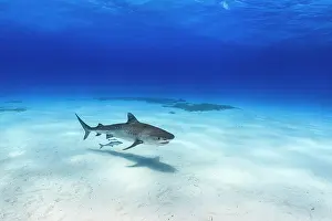 Side By Side Prints: RF - Tiger shark (Galeocerdo cuvier) female with Sharksucker (Echeneis naucrates)