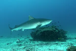Shark Prints: RF - Tiger shark (Galeocerdo cuvier) swimming close to a coral reef