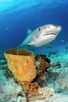 Low Angle View Prints: RF - Tiger shark (Galeocerdo cuvier) swimming over a large Netted barrel sponge (Verongula gigantea) on a coral reef