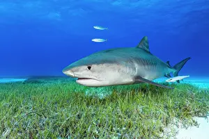 Lilianae Prints: RF - Tiger shark (Galeocerdo cuvier) swimming over Manatee grass (Syringodium filiforme)