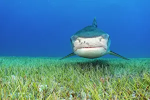 Lilianae Prints: RF - Tiger shark (Galeocerdo cuvier) swimming over Manatee grass (Syringodium filiforme)