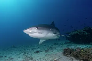 Shark Prints: RF - Tiger shark (Galeocerdo cuvier) swimming over seabed
