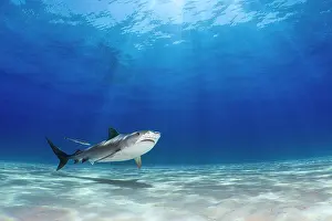Negative Space Prints: RF - Tiger shark (Galeocerdo cuvier) swimming over a shallow sand bank with sun beams behind