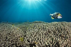 Aqua Gallery: RF - Titan triggerfish (Balistoides viridescens) swimming over hard coral (Acropora sp