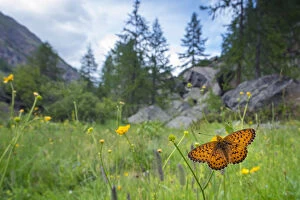 Gran Paradiso National Park Gallery: RF - Titanias fritillary butterfly (Boloria titania) in mountain alpine meadow habitat