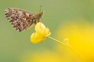 RF - Titanias fritillary butterfly (Boloria titania) on buttercup, Aosta Valley