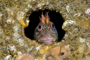 RF - Tompot blenny fish (Parablennius gattorugine) peering out from hole under Swanage