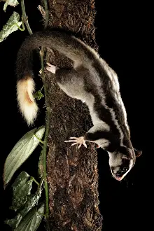 Moving Down Prints: RF - Torresian striped possum (Dactylopsila trivirgata) climbing down tree trunk at night