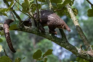 Captive Prints: RF - Tree pangolin (Phataginus tricuspis) climbing along branch