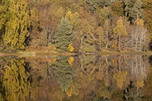 RF- Trees reflecting in Loch Vaa, Cairngorms National Park, Scotland, UK, October 2012