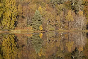 Rf17q1 Prints: RF- Trees reflecting in Loch Vaa, Cairngorms National Park, Scotland, UK, October 2012