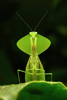 Mantodea Prints: RF - Tropical shield mantis (Choeradodis sp)