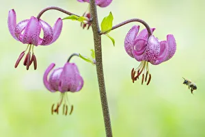 Liliaceae Prints: RF - Turks cap lily (Lilium martagon) with solitary bee in flight, Aosta Valley