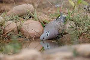 Pigeon Prints: RF - Turtle dove (Streptopelia turtur) drinking at a pool