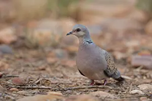 Pigeon Prints: RF - Turtle dove (Streptopelia turtur) standing on the ground