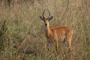 Antelope Prints: RF - Ugandan kob (Kobus kob thomasi) standing in long grass