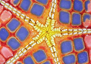 Sea Star Prints: RF - Detail of the underside of a colourful Cushion sea star (Culcita novaeguineae)