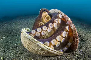 Amphioctopus Marginatus Gallery: RF - Veined octopus (Amphioctopus marginatus) sheltering in an old clam shell on the