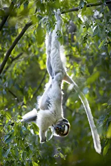 RF- Verreauxs sifaka lemur (Propithecus verreauxi) hanging from branch while