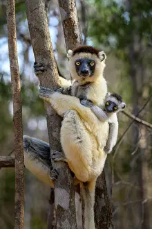 Republic Of Madagascar Prints: RF - Verreaux's sifaka (Propithecus verreauxi) female