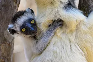 Republic Of Madagascar Prints: RF - Verreaux's sifaka (Propithecus verreauxi) infant