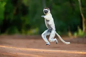 Jumping Prints: RF - Verreaux's sifaka (Propithecus verreauxi) male