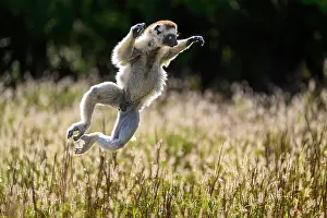 Jumping Prints: RF - Verreaux's sifaka (Propithecus verreauxi) male