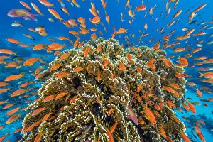 Anthoathecata Gallery: RF - A vibrant Red Sea coral reef scene, with orange female Scalefin anthias fish