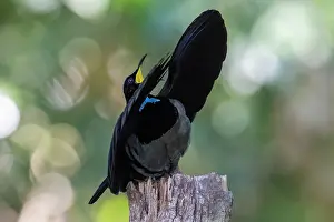 Paradisaeidae Prints: RF - Victoria's riflebird (Ptiloris victoriae) male