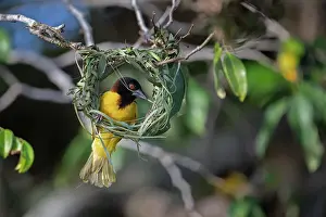 West Africa Prints: RF - Village weaver (Ploceus cucullatus) building nest on end of tree branch