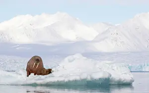 Arctic Prints: RF - Walrus (Odobenus rosmarus) resting on sea ice
