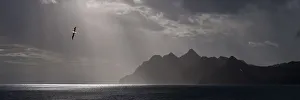 Albatross Prints: RF - Wandering albatross (Diomedea exulans) flying over the rugged coast of South Georgia