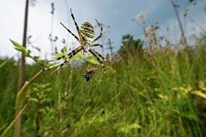 Argiope Bruennichii Prints: RF - Wasp spider (Argiope bruennichi) female