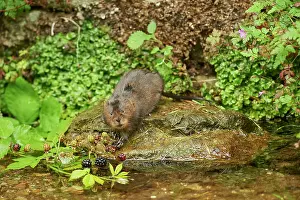 Blackberry Prints: RF - Water vole (Arvicola amphibius) feeding on Blackberries (Rubus sp)