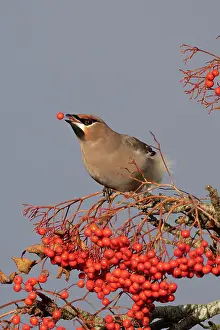 Greater Waxwing Prints: RF - Waxwing (Bombycilla garrulus) perched on branch feeding on berries