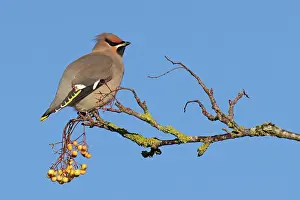 Greater Waxwing Prints: RF - Waxwing (Bombycilla garrulus) perched on lichen-covered branch with yellow berries