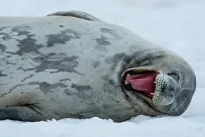 Iceberg Prints: RF - Weddell seal (Leptonychotes weddellii) resting on an iceberg
