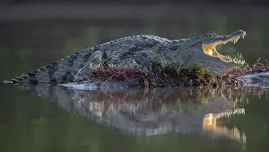West Africa Prints: RF - West African crocodile (Crocodylus suchus) resting at water's edge