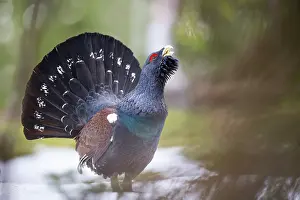 Reproduction Prints: RF - Western capercaillie (Tetrao urogallus) male