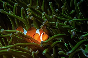 Clownfish Prints: RF - Western clown anemonefish (Amphiprion ocellaris) among tentacles of Magnificent sea anemone (Heteractis magnifica)
