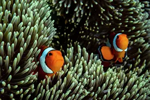 Clownfish Prints: RF - Two Western clown anemonefish (Amphiprion ocellaris)