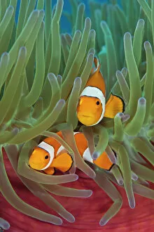 Coelentrerata Collection: RF- Western clownfish (Amphiprion oceallaris) in Magnificent sea anemone (Heteractis magnifica)