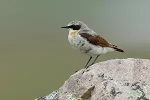 Chat Thrush Prints: RF - Wheatear (Oenanthe oenanthe) male