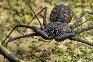 Pregnant Prints: RF - Whipspider (Paraphrynus laevifrons) gravid female grooming
