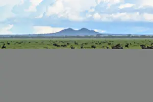 Tanzania Prints: RF - White-bearded wildebeest (Connochaetes taurinus) herd walking across short-grass plains